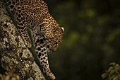 Ein Leopard (Panthera pardus) läuft an einem mit Flechten bewachsenen Ast eines Baumes entlang. Er hat schwarze Flecken auf seinem braunen Fell und hebt seine Pfote, um einen weiteren Schritt zu machen, Maasai Mara National Reserve; Kenia
