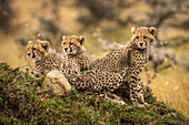 Cheetah (Acinonyx jubatus) cubs sitting together on mound, Maasai Mara National Reserve; Kenya