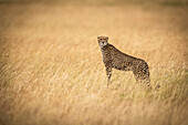 Cheetah (Acinonyx jubatus) standing on mound in golden grass facing camera, Maasai Mara National Reserve; Kenya