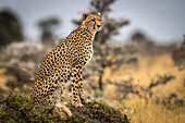 Cheetah (Acinonyx jubatus) sits on grassy mound among trees, Maasai Mara National Reserve; Kenya