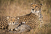 Nahaufnahme von Gepard (Acinonyx jubatus) und Jungtier im Grasland, Maasai Mara Nationalreservat; Kenia.