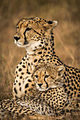 Close-up of cheetah (Acinonyx jubatus) with cub in grass, Maasai Mara National Reserve; Kenya