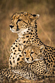 Nahaufnahme von Gepard (Acinonyx jubatus) mit Jungtier im Gras, Maasai Mara National Reserve; Kenia.