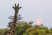 Nahaufnahme des Kopfes einer Giraffe (Giraffa camelopardalis tippelskirchii) bei Sonnenuntergang, Maasai Mara National Reserve; Kenia.