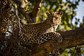 Nahaufnahme eines Leoparden (Panthera pardus), der wachsam in einem Baum liegt, Maasai Mara National Reserve; Kenia.