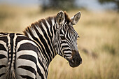 Nahaufnahme eines Steppenzebras (Equus quagga), das seinen Kopf in Richtung Kamera dreht, Maasai Mara National Reserve; Kenia.