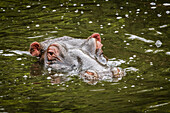 Kopf eines Flusspferdes (Hippopotamus amphibius), das die Kamera im Wasser beobachtet, Maasai Mara National Reserve; Kenia.