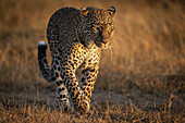 Leopard (Panthera pardus) walking on grassland in golden light, Maasai Mara National Reserve; Kenya