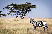 Steppenzebra (Equus quagga burchellii) im Gras neben einem Baum stehend, Maasai Mara National Reserve; Kenia.