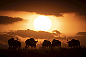 Six blue wildebeest (Connochaetes taurinus) silhouetted against setting sun, Maasai Mara National Reserve; Kenya