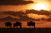 Three blue wildebeest (Connochaetes taurinus) silhouetted against setting sun, Maasai Mara National Reserve; Kenya