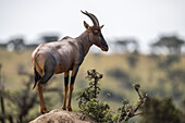 Topi (Damaliscus lunatus jimela) steht auf einem Felshügel und schaut in die Kamera, Maasai Mara National Reserve; Kenia.