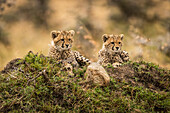 Two cheetah cubs (Acinonyx jubatus) lying on grassy mound, Maasai Mara National Reserve; Kenya