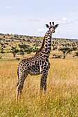 Junge Masai-Giraffe (Giraffa camelopardalis tippelskirchii) steht in der Savanne und schaut in die Kamera, Maasai Mara National Reserve; Kenia.