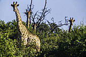 Giraffen stehen in den Bäumen und schauen in die Kamera; Botswana
