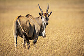 Eland (Taurotragus oryx) steht im langen Gras und schaut über die Schulter zurück, Maasai Mara National Reserve; Kenia