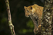 Leopard (Panthera pardus) schaut durch flechtenbewachsene Äste nach unten, Maasai Mara National Reserve; Kenia.