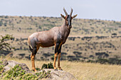 Topi (Damaliscus lunatus jimela) steht auf einem Felshügel und schaut in die Kamera, Maasai Mara National Reserve; Kenia.