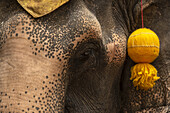 Close-up of elephant (Elephas maximus) head with gold tassel; Bangkok, Thailand