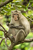 Long-tailed macaque sits in branches holding biscuit; Can Gio, Ho Chi Minh, Vietnam