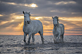Weiße Pferde der Camargue laufen im Wasser; Camargue, Frankreich.