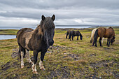 Islandpferde in der rauen Landschaft; Island