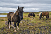 Icelandic horses in the rugged landscape; Iceland