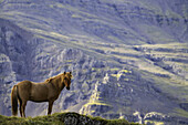 Braunes Islandpferd auf einer Wiese stehend mit einem Berg im Hintergrund; Island