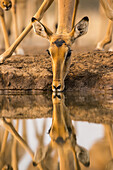 Impala (Aepyceros melampus) trinkt Wasser und spiegelt sich in der Oberfläche des Teiches, Mashatu Wildreservat; Botswana