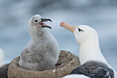 Schwarzbrauenalbatros (Thalassarche melanophris) bei der Fütterung seiner Jungen; Falklandinseln.