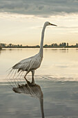 Great Egret (Ardea alba) wading in shallow water at sunset; Hungary