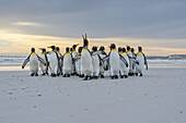 Königspinguine (Aptenodytes patagonicus) spazieren gemeinsam am Ufer, Volunteer Point; Falklandinseln.