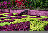 Formale Blumenbeete und rosa gestrichene Mauer im Botanischen Garten von Madeira; Funchal, Madeira, Portugal.