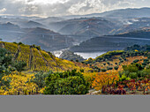 Autumn coloured vineyards on a hillside with a river winding through the mountainous landscape, Douro Valley, Northern Portugal; Portugal