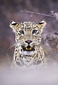 Porträt eines Leoparden (Panthera pardus), verdeckt durch Nebeltechnik, Nordindien; Rajasthan, Indien.