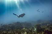 Scuba diver underwater at the dive site Cemetery Wall, South side of Roatan Island; Bay Islands Department, Honduras