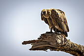 Afrikanischer Weißrückengeier (Gyps africanus) schaut von einem toten Ast herab, Serengeti-Nationalpark; Tansania.