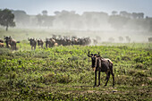 Blue wildebeest (Connochaetes taurinus) on the savannah, Serengeti National Park; Tanzania