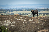 Kaffernbüffel (Syncerus caffer) stehend am Horizont auf einem Felsen, Serengeti-Nationalpark; Tansania.