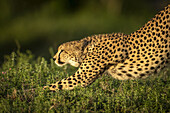 Nahaufnahme eines Geparden (Acinonyx jubatus), der sich im goldenen Licht streckt, Serengeti-Nationalpark; Tansania.