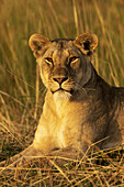 Nahaufnahme einer Löwin (Panthera leo) im Gras, die die Kamera beobachtet, Serengeti-Nationalpark; Tansania.