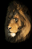 Ein männlicher Löwe (Panthera leo) liegt mit seinem Kopf im goldenen Licht der Morgendämmerung. Er hat eine lange Mähne und starrt in die Ferne. Aufgenommen mit einer Nikon D850, Serengeti National Park; Tansania