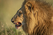 Nahaufnahme eines männlichen Löwen (Panthera leo) mit blutigen Zähnen, Serengeti-Nationalpark; Tansania.