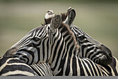 Nahaufnahme eines Steppenzebras (Equus quagga), das sich auf einem anderen ausruht, Serengeti-Nationalpark; Tansania.