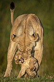 Löwin (Panthera leo) steht und beißt Jungtier im goldenen Licht, Serengeti-Nationalpark; Tansania.