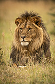 Männlicher Löwe (Panthera leo) liegt im Gras und starrt nach links, Serengeti-Nationalpark; Tansania.