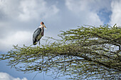 Marabu-Storch (Leptoptilos crumenifer) steht mit Blick nach rechts auf einem Ast, Serengeti-Nationalpark; Tansania.