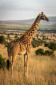 Masai giraffe (Giraffa camelopardalis tippelskirchii) standing in savannah facing right, Serengeti National Park; Tanzania