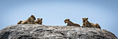 Panorama von vier Löwen (Panthera leo) auf einem Felsvorsprung liegend, Serengeti-Nationalpark; Tansania.