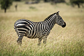 Steppenzebra (Equus quagga) steht nach rechts im Gras, Serengeti-Nationalpark; Tansania.